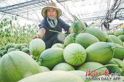 海南黎族人吃蜜瓜,蜜瓜飘香中的甜蜜生活