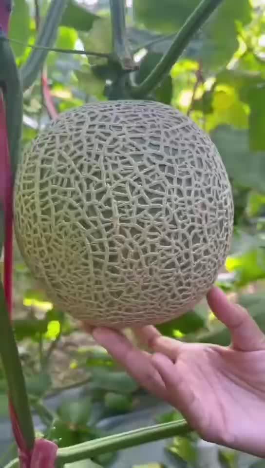 海南黎族人吃蜜瓜,蜜瓜飘香中的甜蜜生活