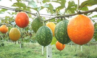 孕妇吃吊瓜的害处,孕妇食用吊瓜的潜在风险与注意事项