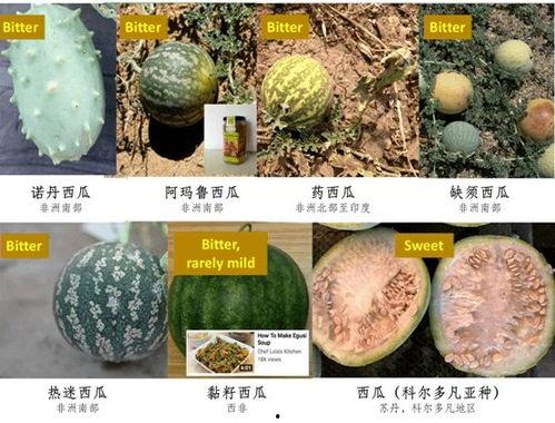 人类吃瓜历史,人类吃瓜历史的演变与传承