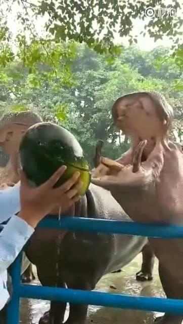 灵魂吃瓜的图片,揭秘网络热图背后的趣味与思考