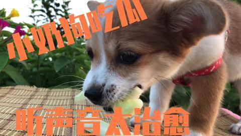 带小狗吃瓜,共享夏日清凉时光