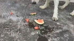 带小狗吃瓜,共享夏日清凉时光