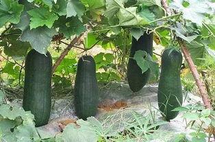 宜兴吃瓜群,揭秘当地生活百态