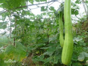 吃砍瓜好吗,探索砍瓜的营养价值与食用好处