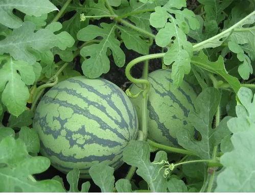 吃瓜功德后续,揭秘娱乐圈背后的神秘力量