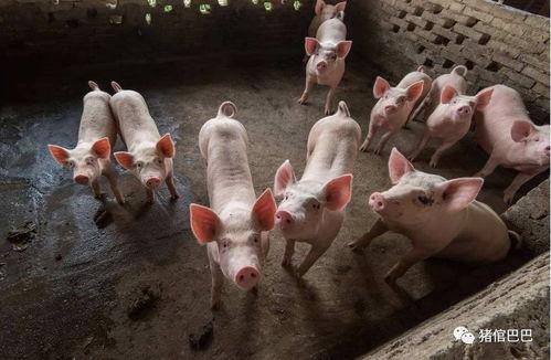 喂猪吃的瓜,猪儿美食之旅