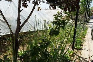 长椅吃瓜原视频