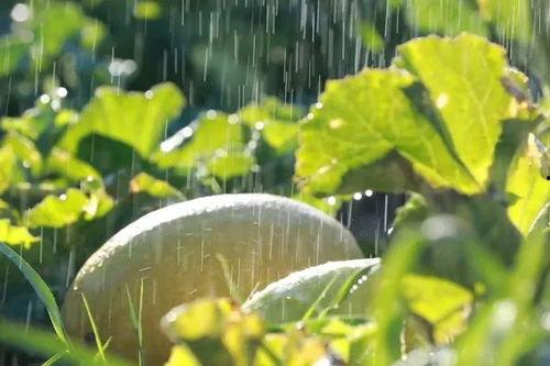 瓜州去哪里吃籽瓜,探寻籽瓜美食的味蕾之旅