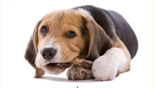 狗狗吃小圆瓜好吗,狗狗食用小圆瓜的利与弊