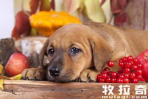 狗狗吃小圆瓜好吗,狗狗食用小圆瓜的利与弊