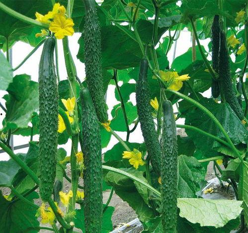 健身怎么吃生瓜,生瓜营养搭配，助你健康塑形