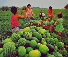 吃瓜也要有境界