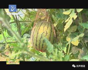 吃羊奶瓜的好处,滋养身心，健康生活新选择