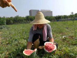 我们的师傅吃瓜,揭秘师傅的神秘吃瓜日常