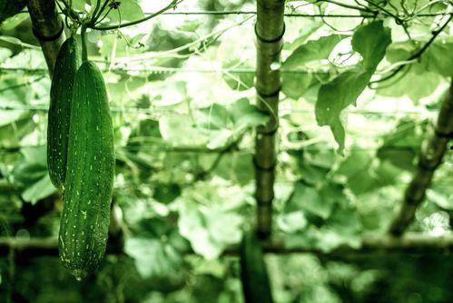 生病可以吃小瓜,生病时的美味食疗选择