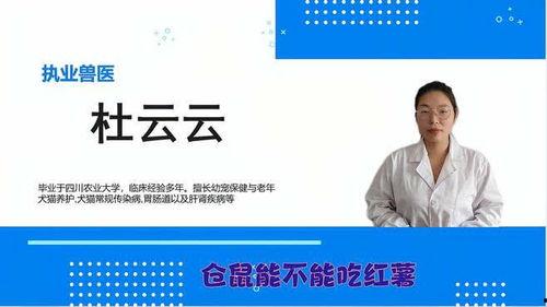 仓鼠可以吃土瓜