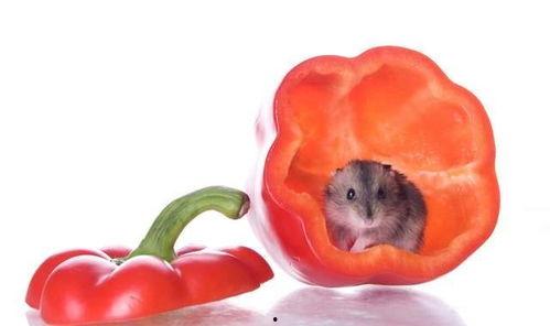 仓鼠可以吃土瓜