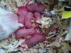 仓鼠可以吃土瓜