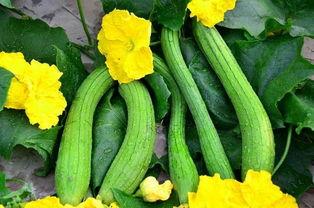 铺铺瓜怎么吃,解锁美味新体验