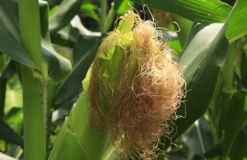 恩施来凤利川吃瓜,探寻来凤利川的甜蜜之旅