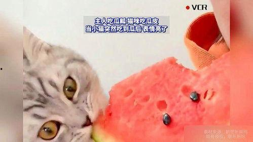猫会吃瓜吗,揭秘猫是否会吃瓜的秘密