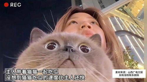 猫会吃瓜吗,揭秘猫是否会吃瓜的秘密
