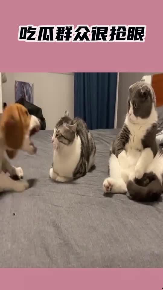 宠物吃瓜群众技能,揭秘宠物界的八卦风云