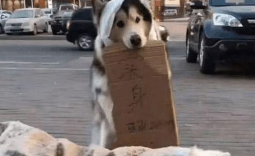 宠物吃瓜群众技能,揭秘宠物界的八卦风云