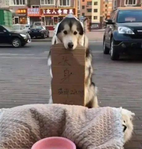 宠物吃瓜群众技能,揭秘宠物界的八卦风云