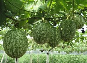 反弹吃瓜图片,揭秘娱乐圈幕后风云