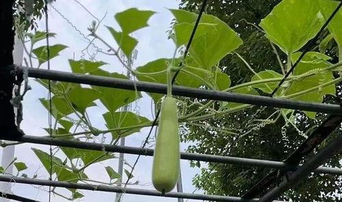金华吃瓜事件,一场网络热议背后的真相与反思