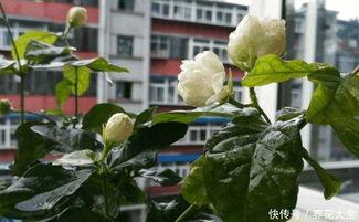 85大花吃瓜,揭秘娱乐圈的“吃瓜”风云