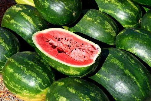 宁波北仑吃瓜图