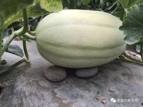 吃瓜网怎么找,轻松找到热门话题的秘籍指南