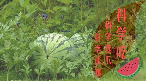 吃瓜群众夏天