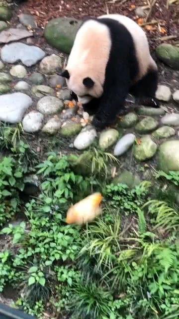 熊猫的视频吃瓜,瓜果飘香，萌态可掬
