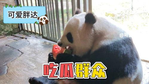 熊猫的视频吃瓜,瓜果飘香，萌态可掬