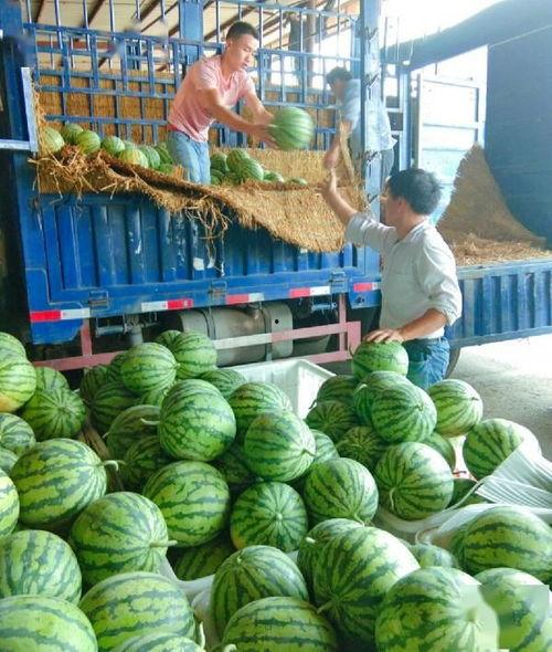 张家吃瓜,揭秘娱乐圈背后的那些事儿